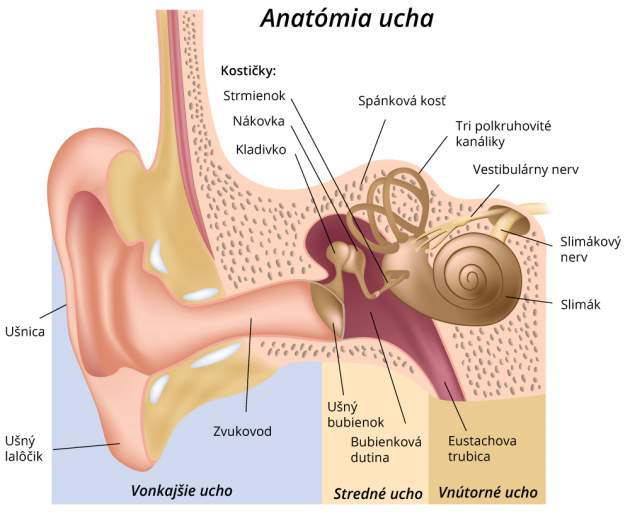 Vnútorné ucho