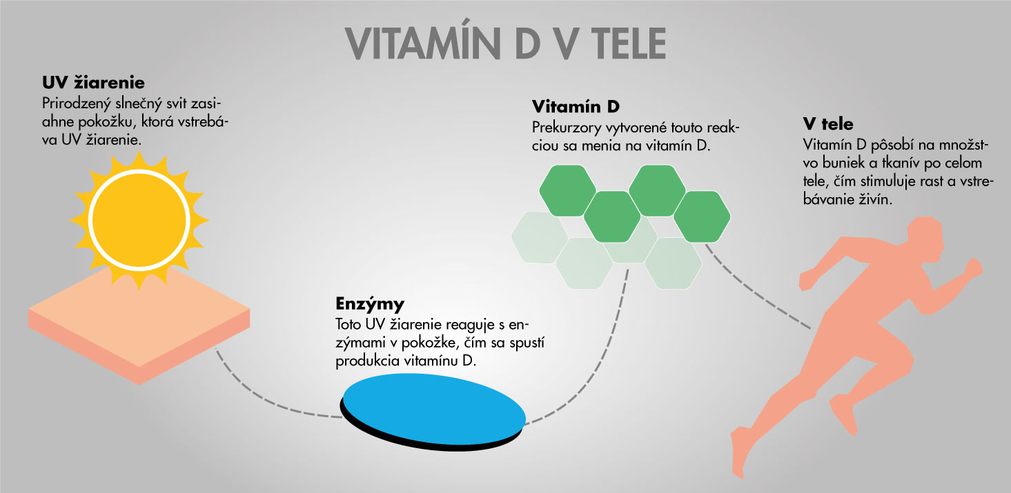 Vitamín D v ľudskom tele